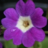 Auricula Balbithan - Abriachan Nurseries